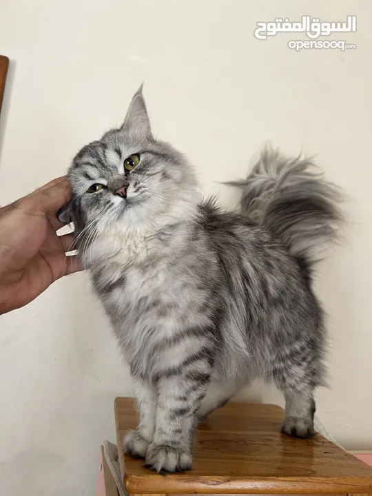 قطط للبيع cats for sale