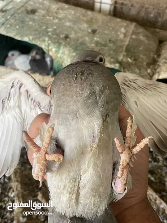 زغاليل للبيع معبيت لحم جاهزات لذبح