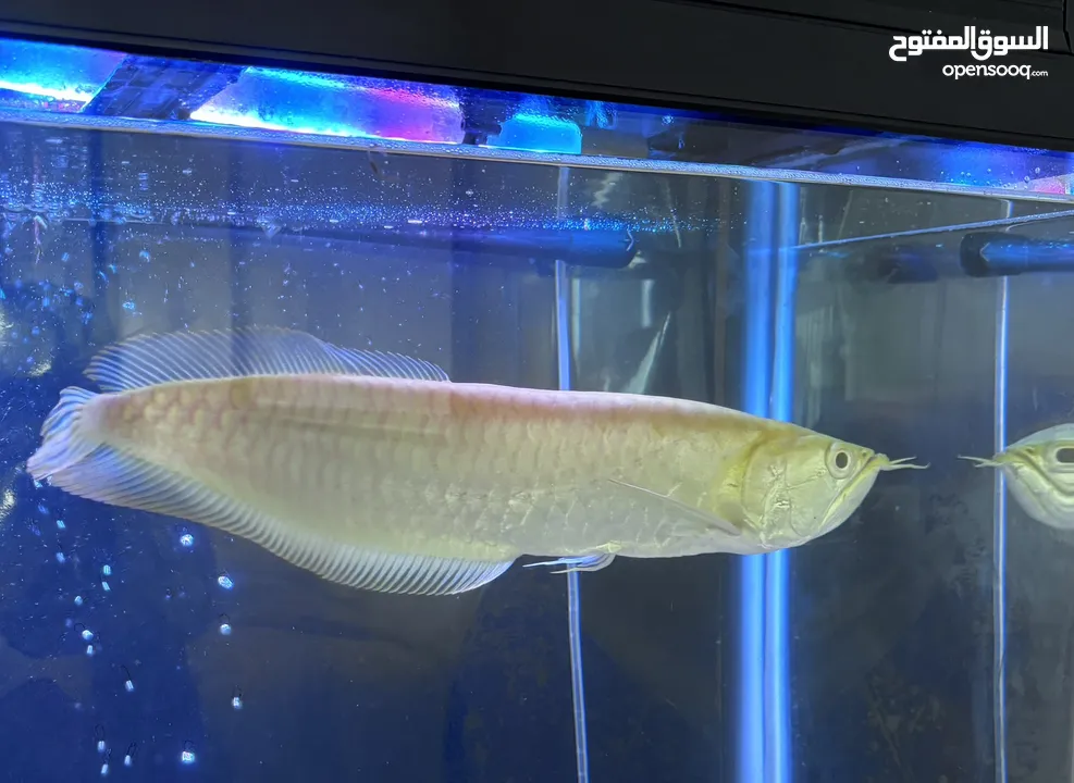 Albino Arowana