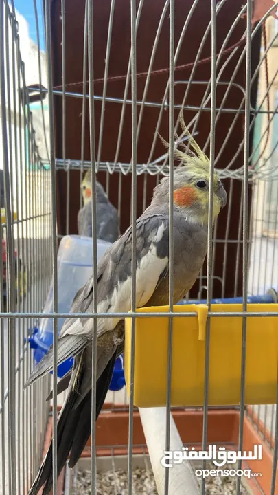 طيور الكوكتيل