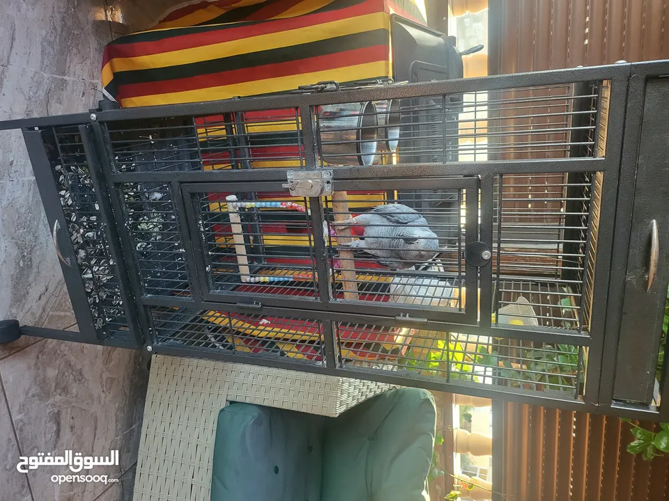 ببغاء كاسكو أليف متكلم بطلاقة