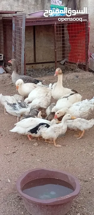 موجود وز وبط قطعه وحده