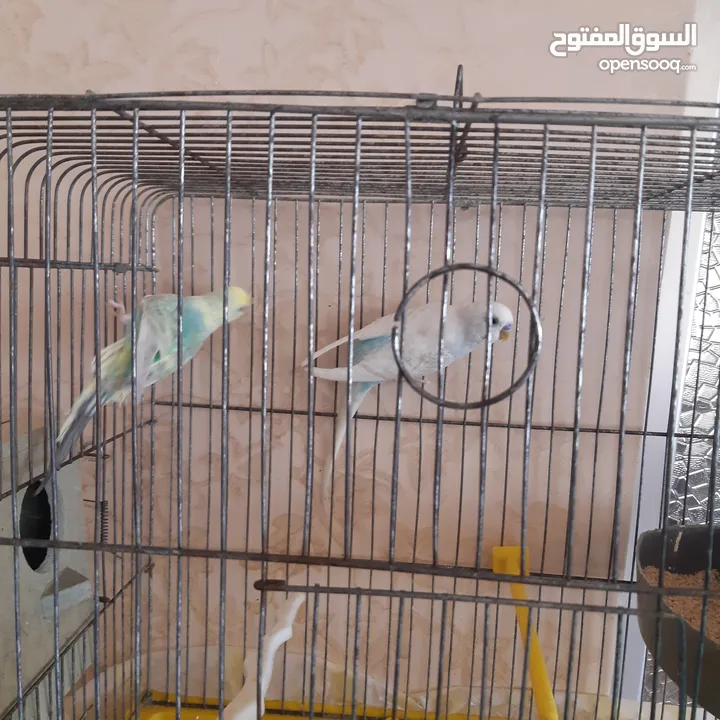طيور حب للبيع سعر الجوز 15دينار مع قفص والمعالفه وبياضاه . طيور حب انجليزي