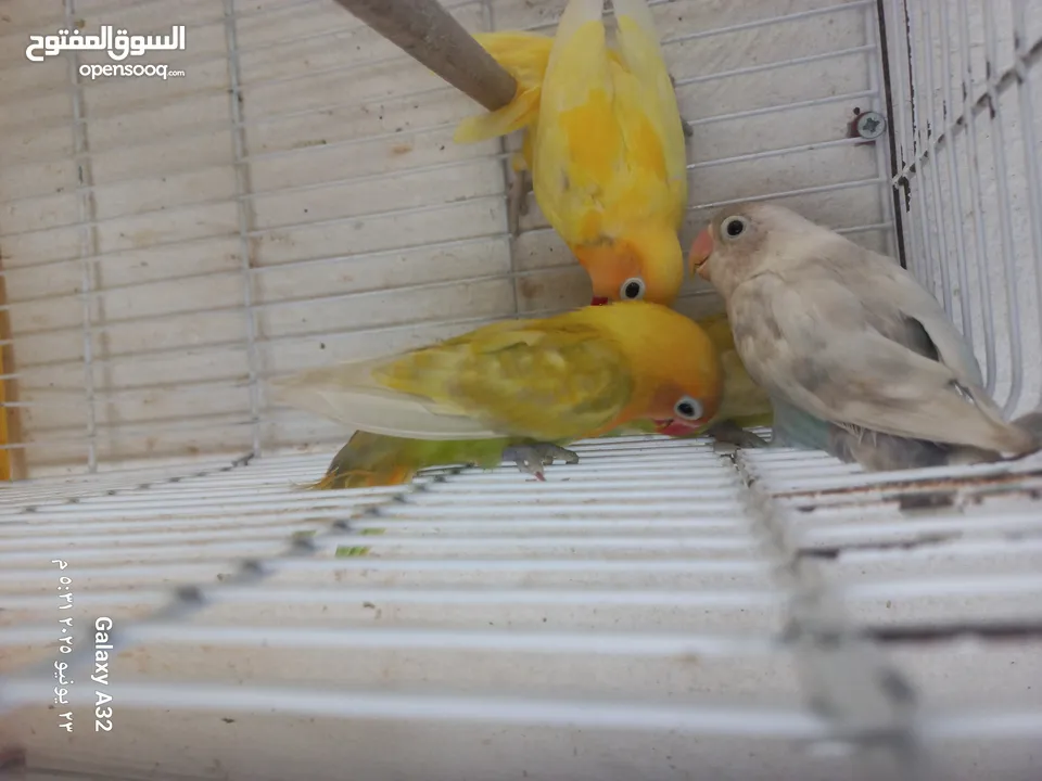 مخاليف فيشر اقرأ الوصف