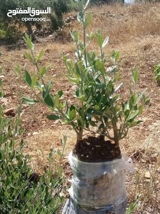 كافة الخدمات والأعمال الزراعية بأحدث الطرق العلمية