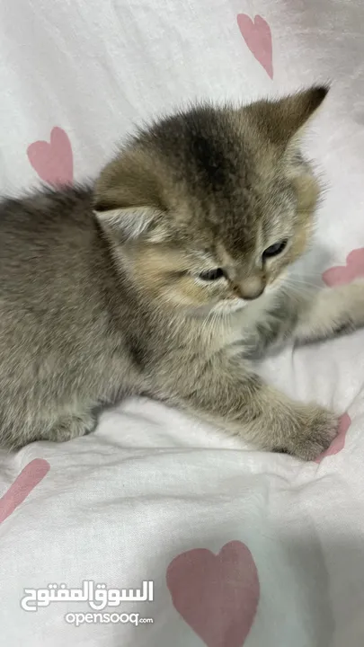 سكوتش ستريت جولدن Ny11