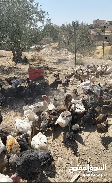 بسم الله ما شاء الله تبارك الله  متاح للبيع  جاج بلدي  حبش  وز  بط  فرعوني   الموقع الكرك ادر