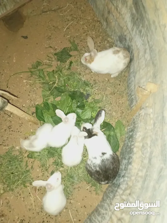 أرانب بلدي