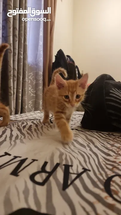 Two Cute Kittens Mix Breed  For 15 Omr