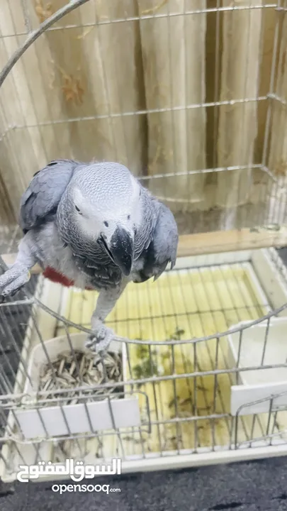 ذكر كاسكو اليف جدا ومتكلم بطلاقة