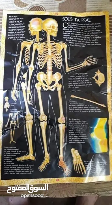 هيكل عظمي تشريحي