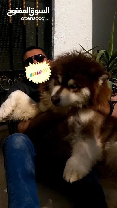 Pomeranian   Samoyed    Giant Malamute