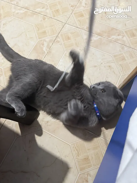 قط Scottish Fold للبيع بسعر مميز
