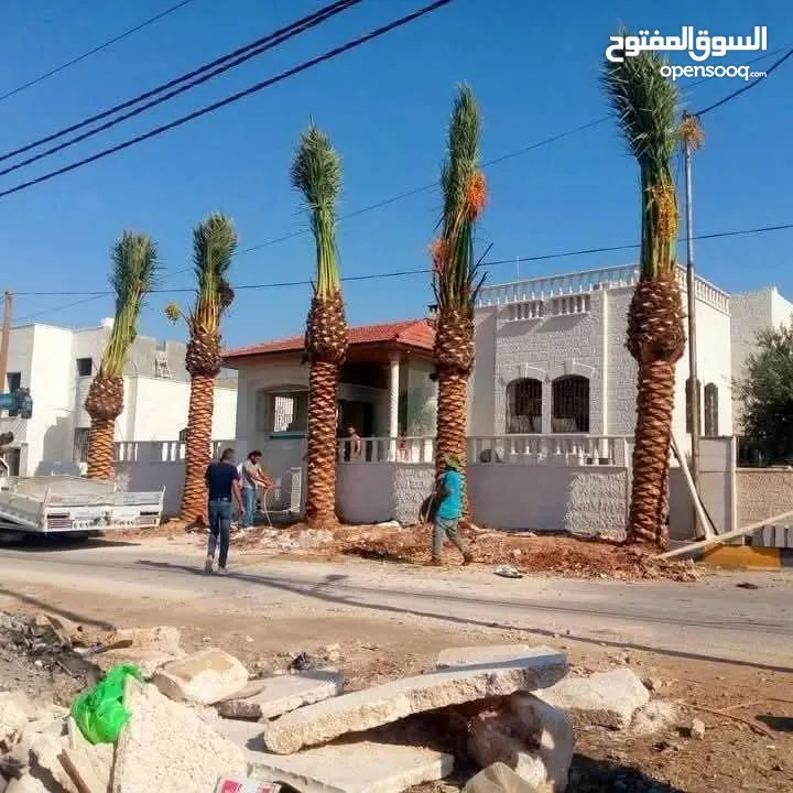 نخيل مثمر والزينه
