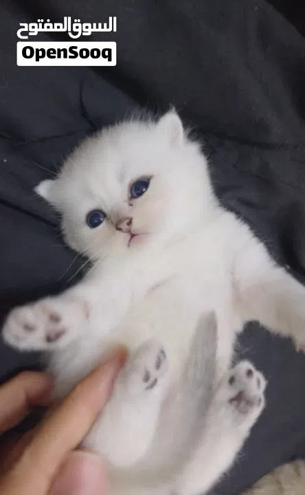 Pure Scottish/ بيور سكوتش