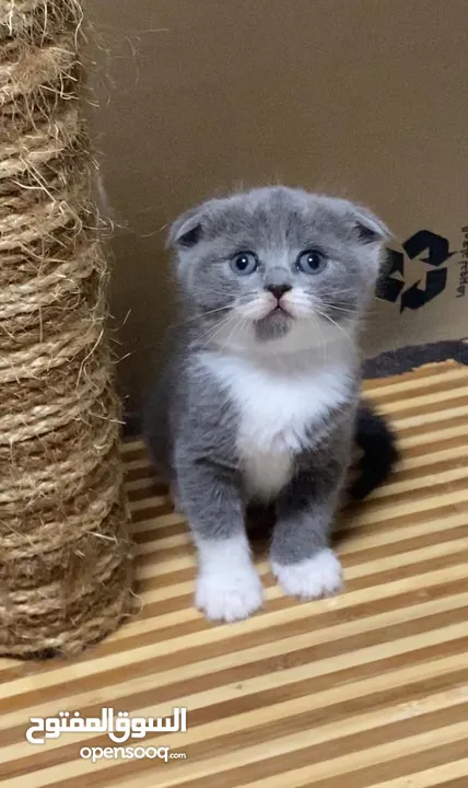 Scottish fold