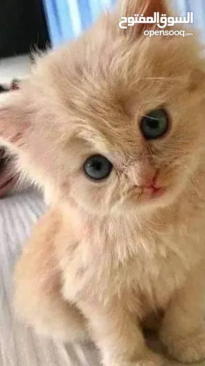 بسة للبيع بسعر مغري سكوتش قولد عمرها من 13 له 14 شهر للي معني يتواصل معي