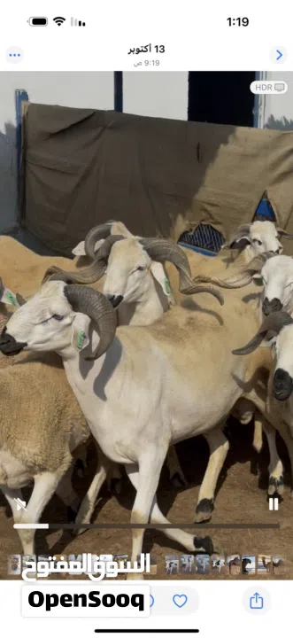 خروف السردي المغربي