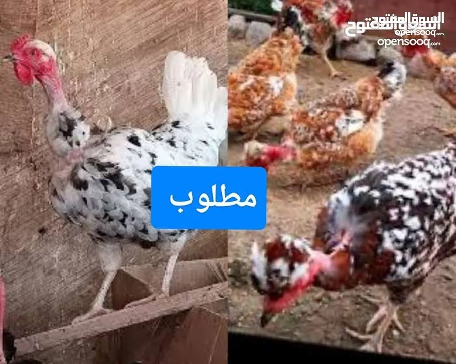 مطلوب دجاج ام ركيبه