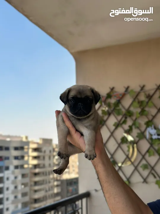 جراوي بج، pug puppies