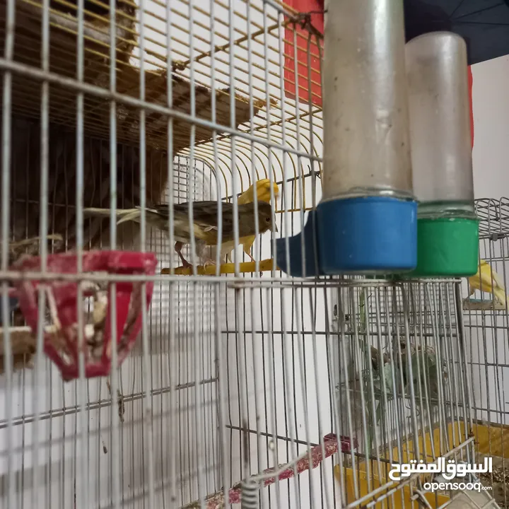 طيور كنار صلاة النبي عليهم