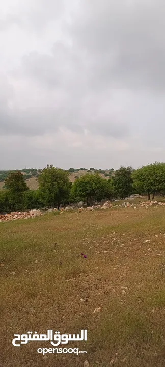 1800 متر  طريق اربد عجلون كوشان مستقل موقع مميز جدا من مالك مباشره قرب مثلث رحاب