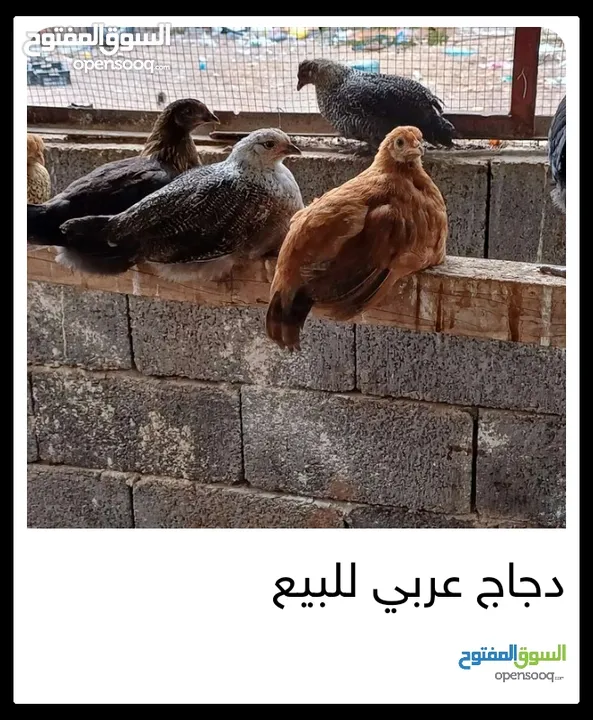 دجاج عربي للبيع