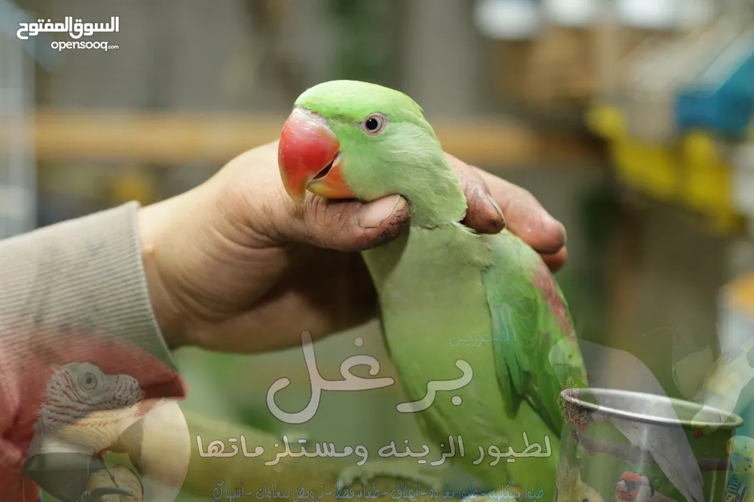 عرض الاسبوع ببغاء كساندرا اليف مميز حمامة  متكلم بطلاقة اقرأ الوصف