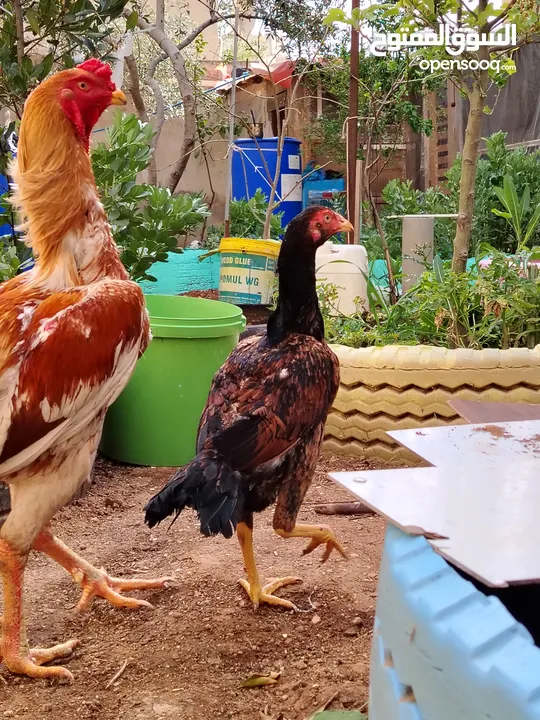 باكستاني، براهما، امهات لاحم فرخات عمر 3 شهور  صوص باكستاني حر  ديوك باكستاني خط أول و فرخات شغالة