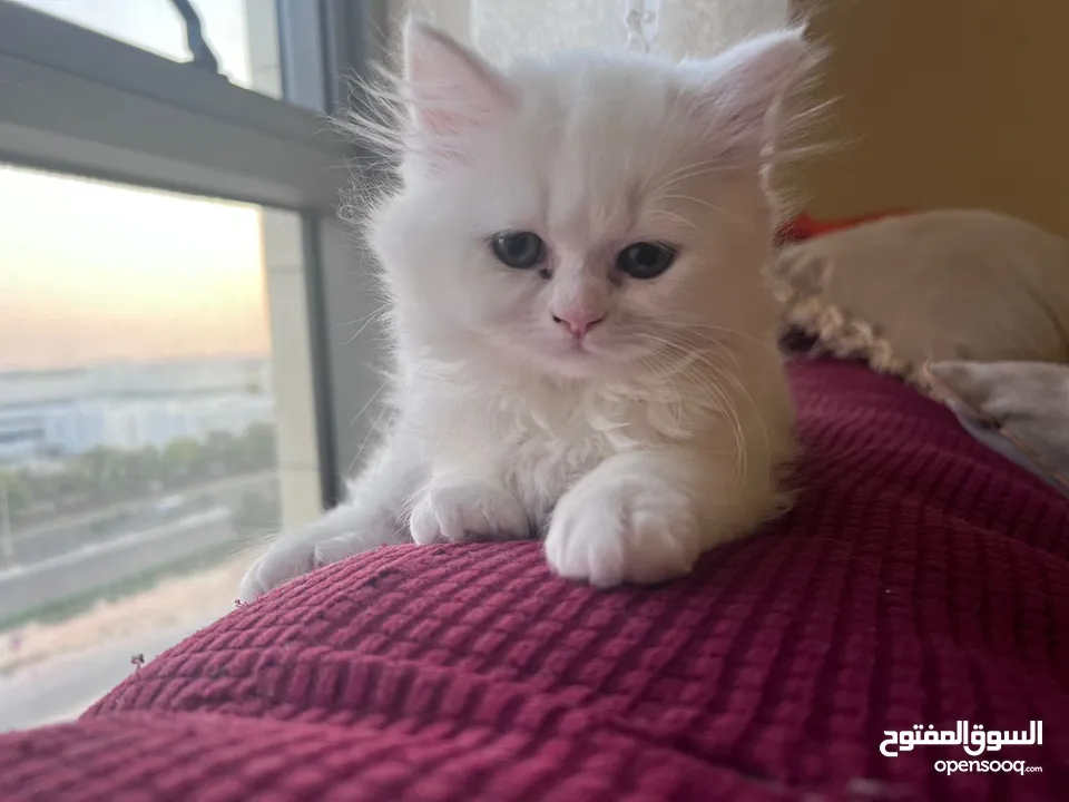 Persian cat