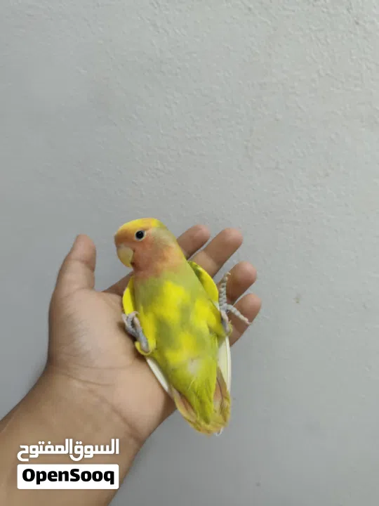 لافبيرد اليف