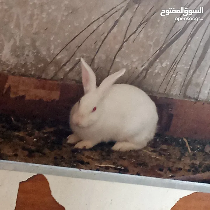 ارانب للبيع اناثي شغالة وذكور