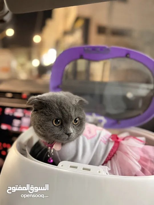 قطة سكوتش 8 شهور