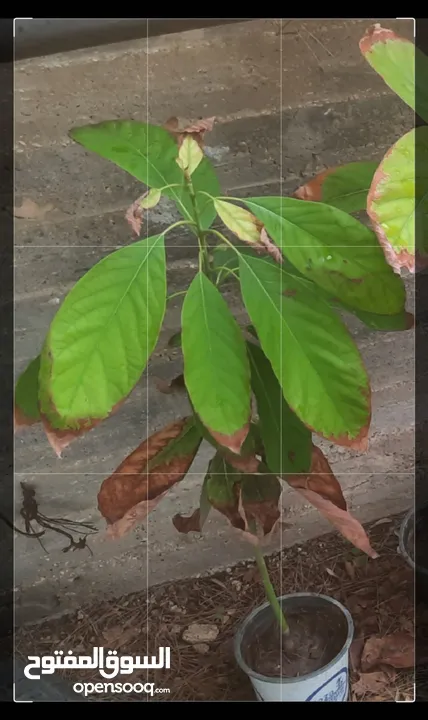 شتل افوكادو