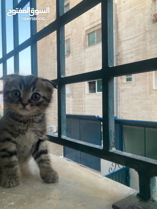 قطط للبيع في اربد الان