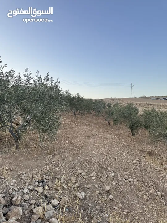 ارض مرتفعه للبيع