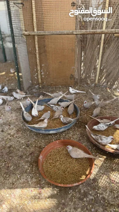 Dove bird pigeon دوف مكس للمهتمين للتربية منتج