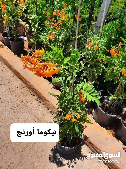 متوفر جميع انواع الاشجار المثمرة والزينة والورود وخدمة الزراع وتنسيق الحدائق وجميع انواع القواير