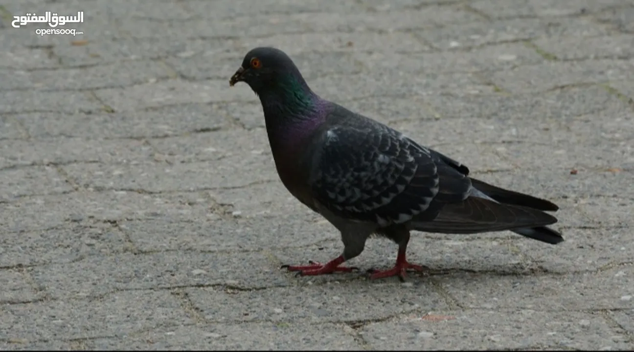 حمام للبيع بسعر مناسب جدا نار