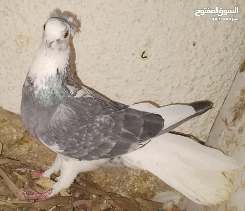 حمام جواز بصلات على نبي الحبه ب دينارين واغلبو تحتيو فراخ وبيض