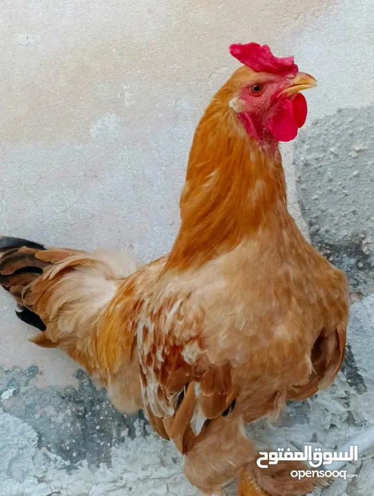 للبيع ديوك براهمه