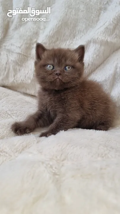 British cinnamon/female British blak cinnamon/male بريتش سينامون انثى  بريتش سينامون بلاك ذكر