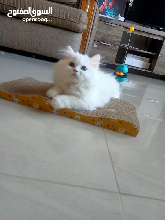 two month old male and female Persian kitten