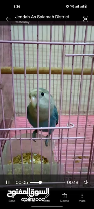 Love parrot