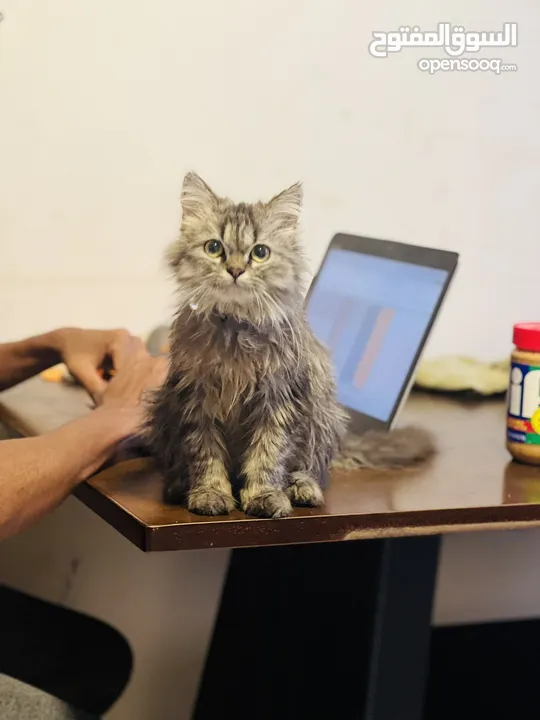 Persian Male Cat (1 Year Old) – Looking for a Loving Home