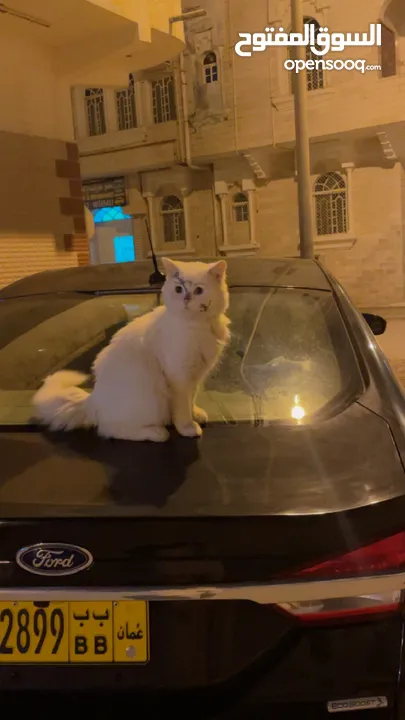 White Persian cat with blue eyes just for 30 OMR.