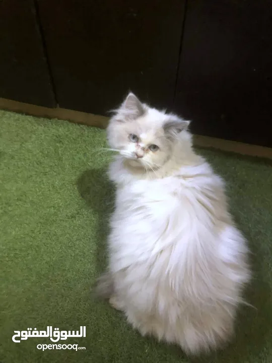 ذكر وانثى و5 قطط صغار