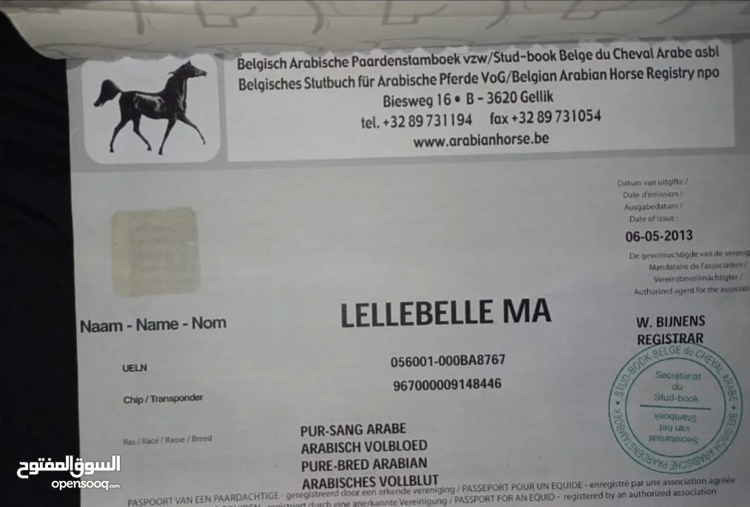 خيل عربيه للبيع