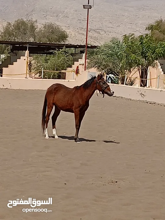 الخيل شجاع