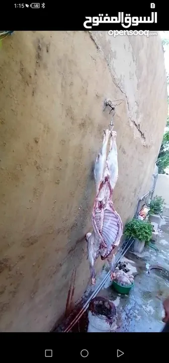 كل عام وانتم بخير لحام متنقل لذبح جميع انواع الأضاحي_ونذور للتواصل